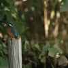 カワセミその7