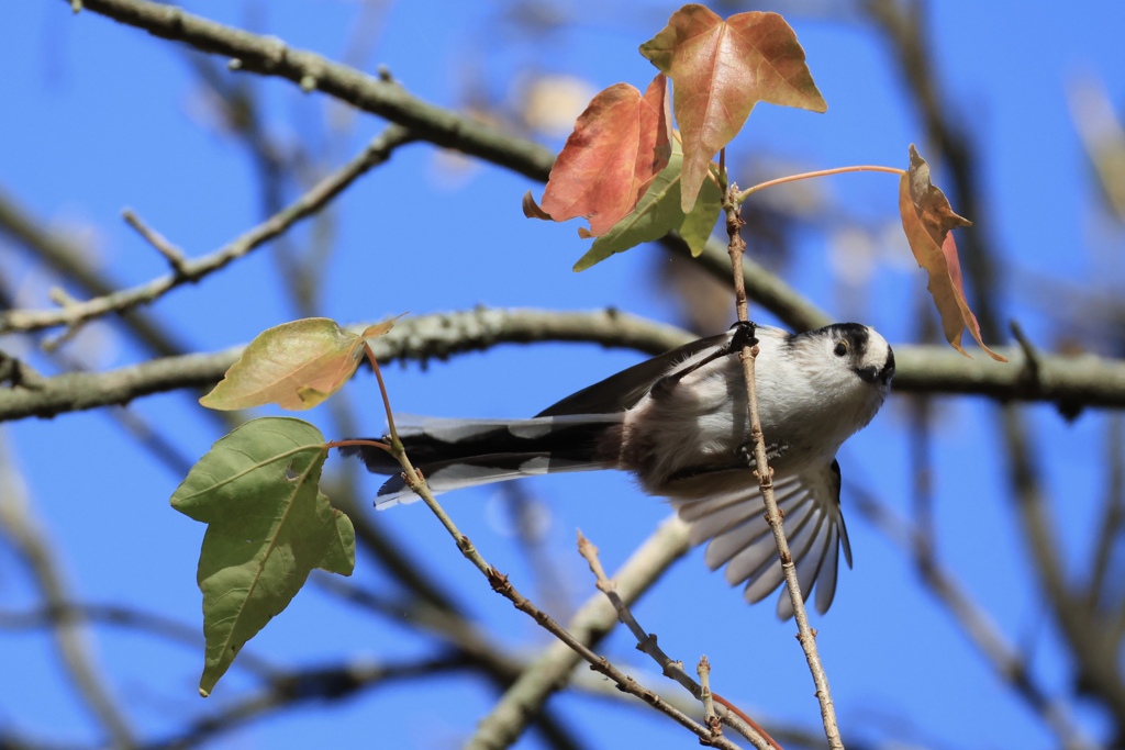 エナガのお手振り