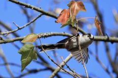 エナガのお手振り