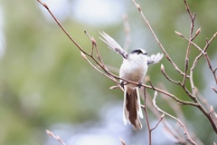 ラジオ体操第一