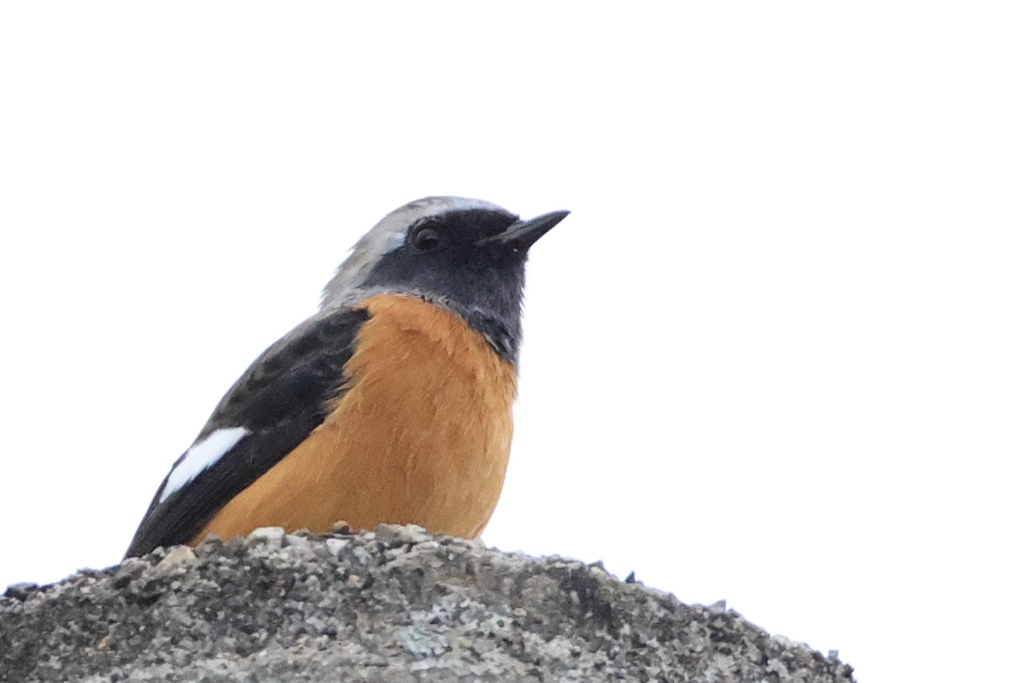 電柱の上のジョビちゃん