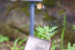 二兎を追うものは、、、、