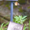 二兎を追うものは、、、、