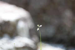 我が家の庭にて5