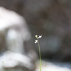 我が家の庭にて5