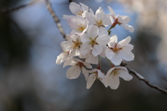 桜
