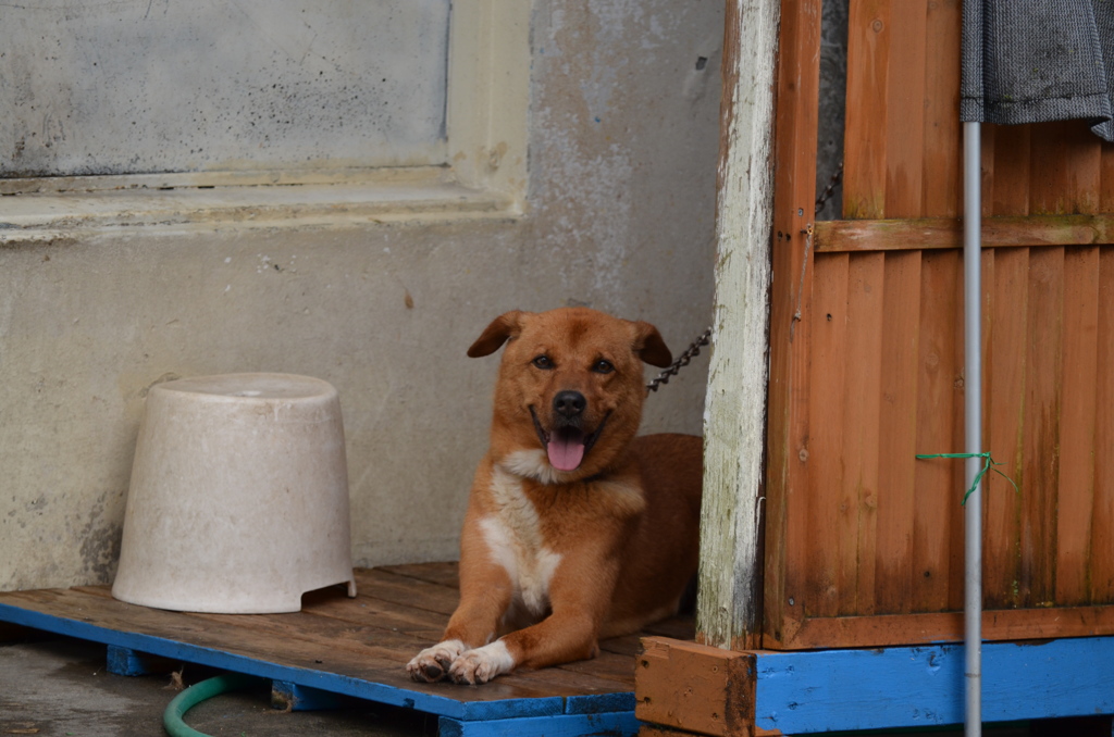 軒先の飼犬