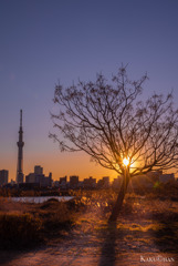 荒川の夕陽