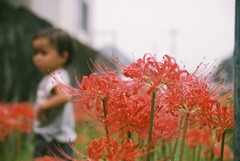 雨と彼岸花 雨と彼岸花