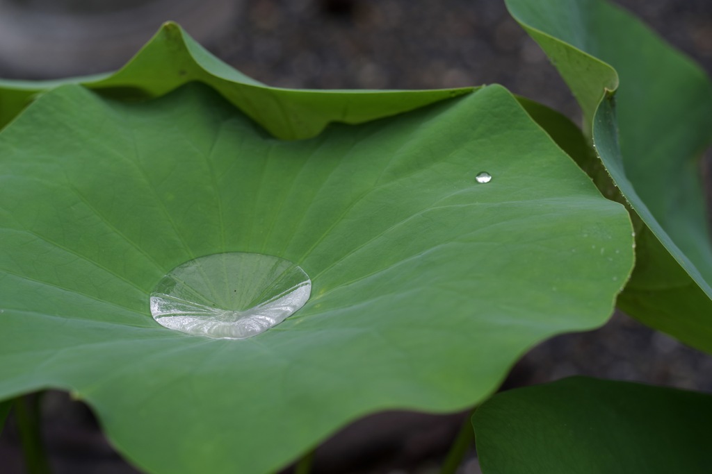 雨の日