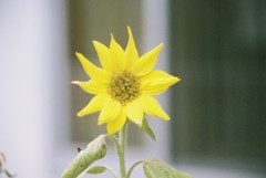 ひまわり home ひまわり home