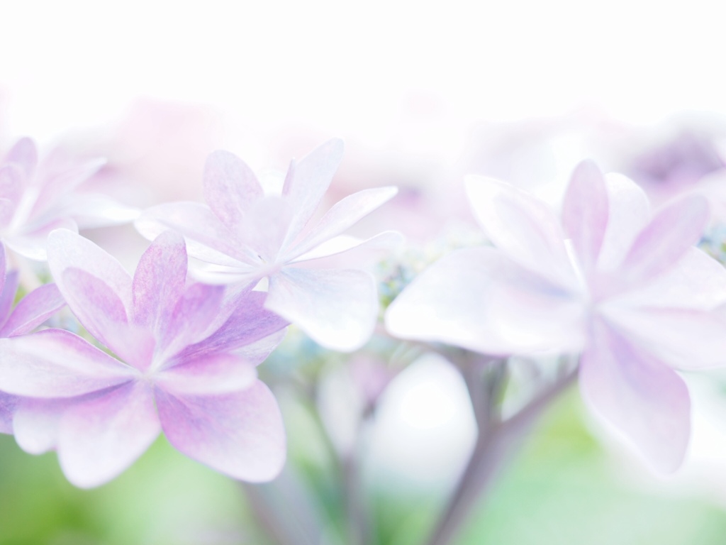 雨を待つ、紫陽花