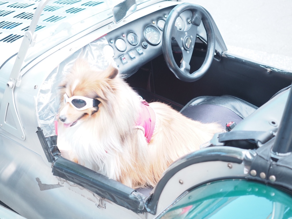 待ちぼう犬