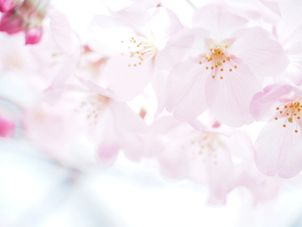 桜、開花だぁ〜