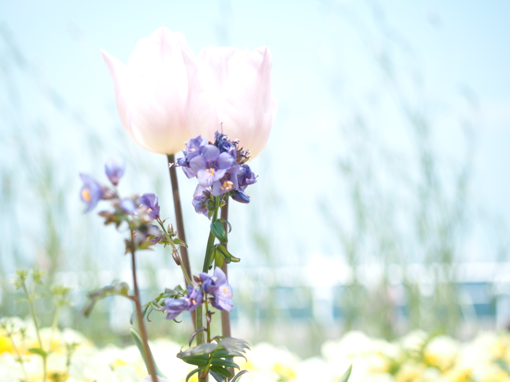 海辺の花