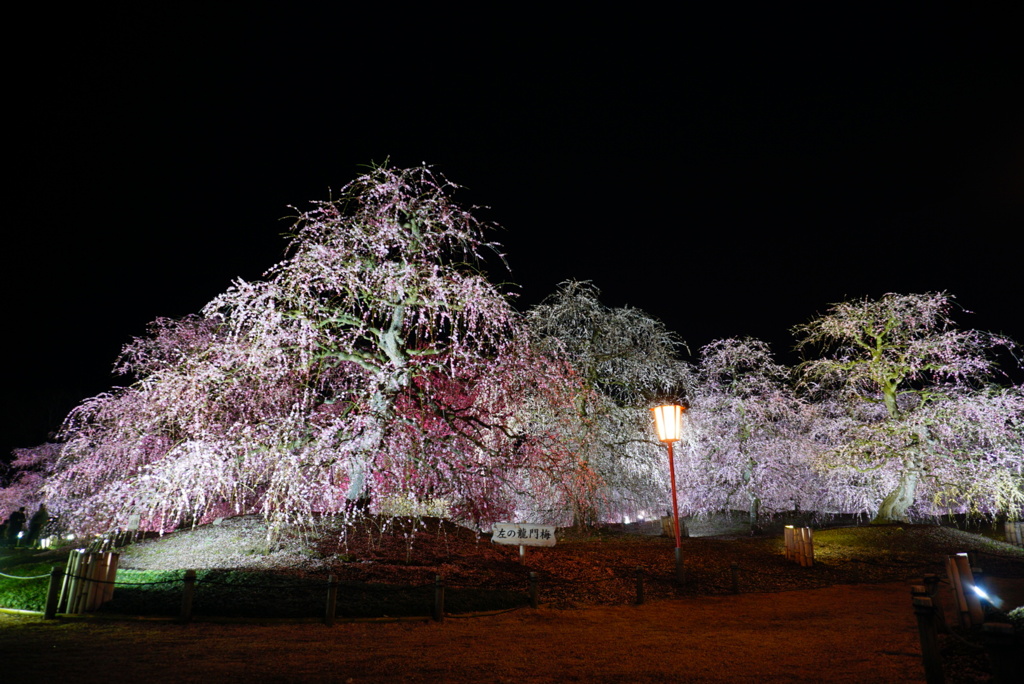 桜？梅？