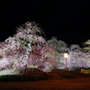 桜？梅？