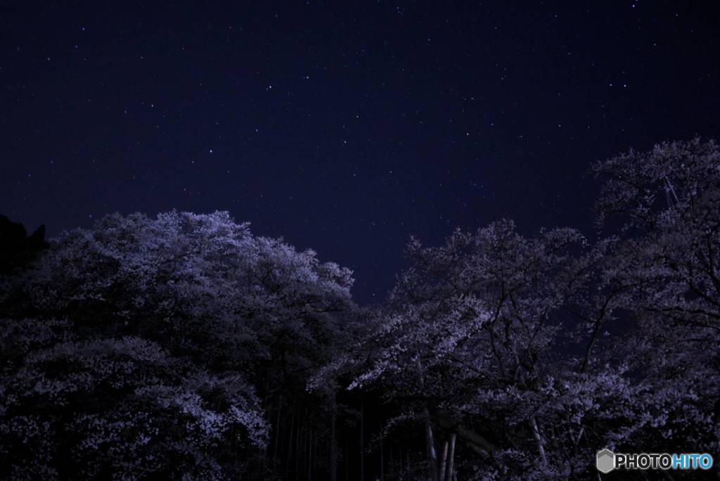 夜の淡墨桜