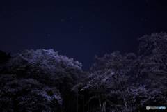 夜の淡墨桜