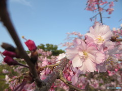 迫り来る桜