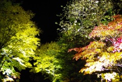 層雲峡紅葉谷 紅葉イルミネーション