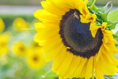 夏が過ぎ去る前に。