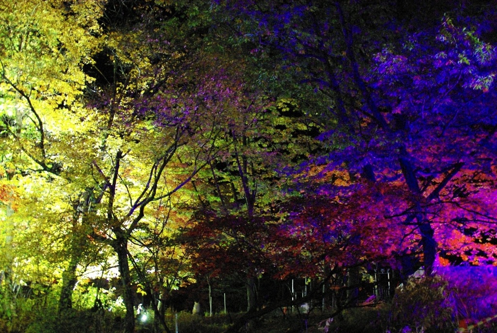 層雲峡紅葉谷 紅葉イルミネーション