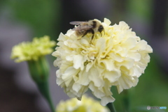 蜜の香りに誘われて