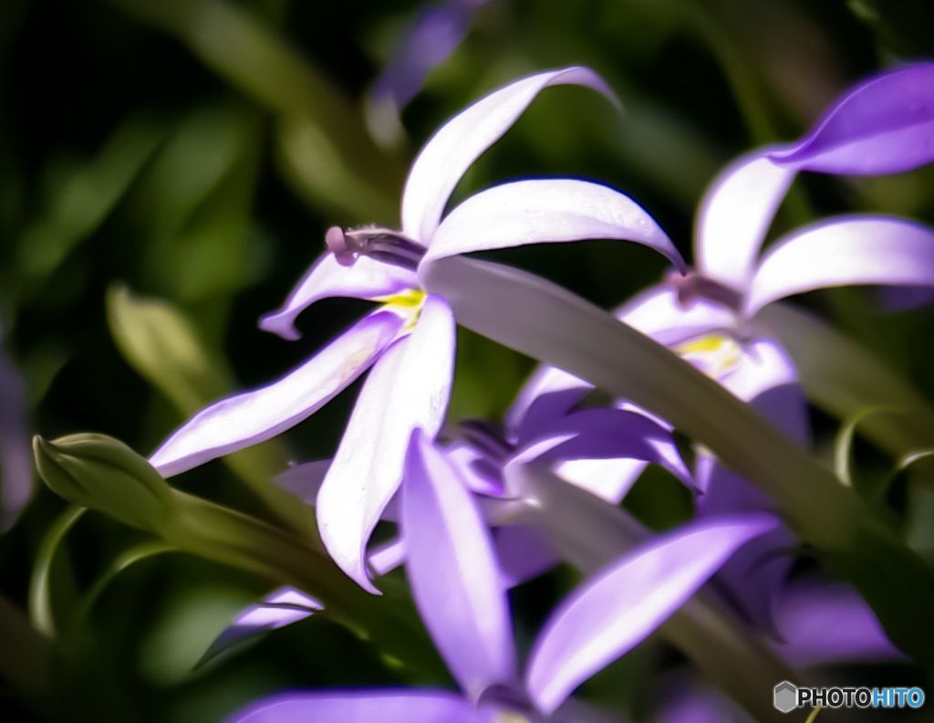 お花は癒される〜