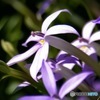 お花は癒される〜