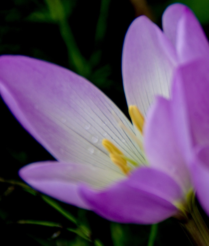 庭にこんなお花が咲きました。