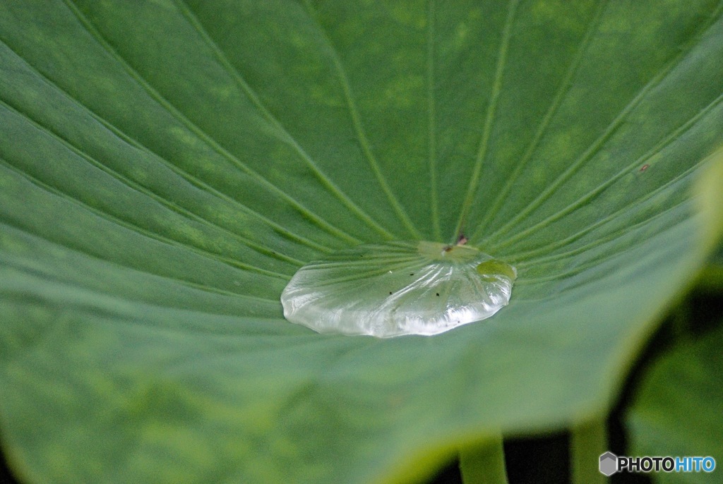 雨のあと…