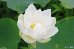 蓮