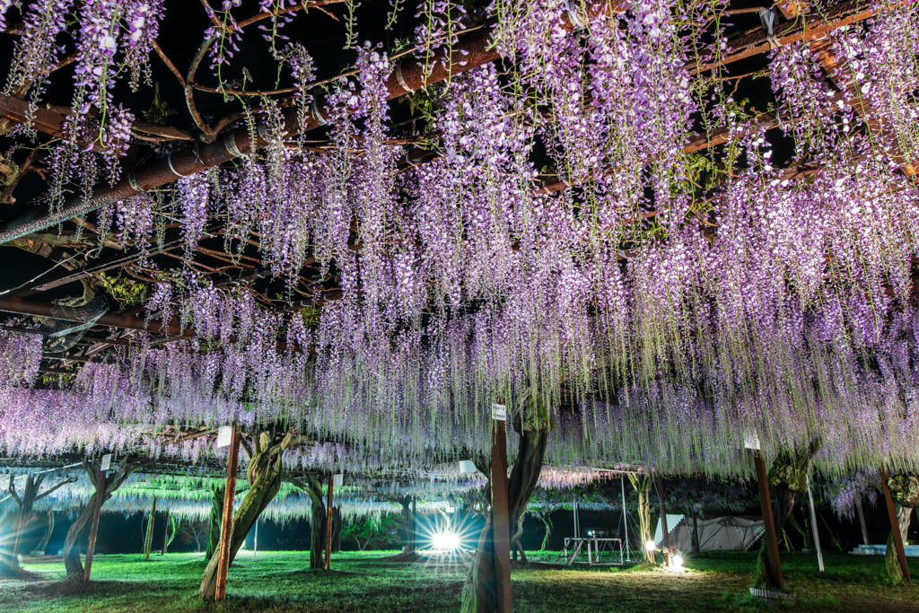 紫天井