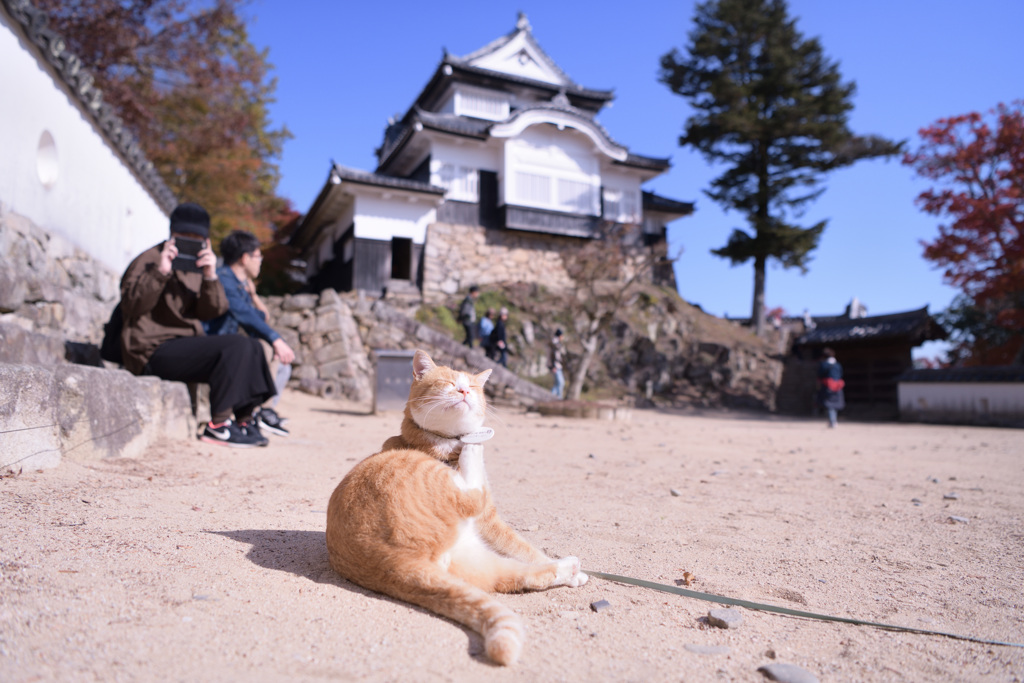 太平