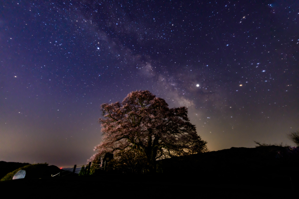 天の花、地上の花