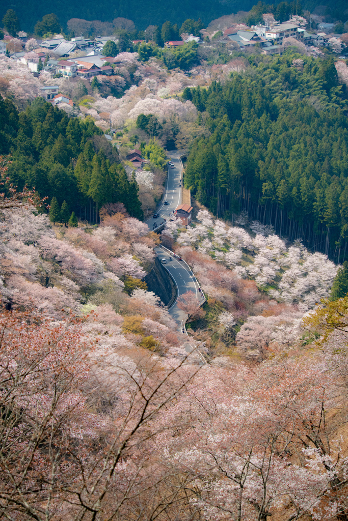 花道