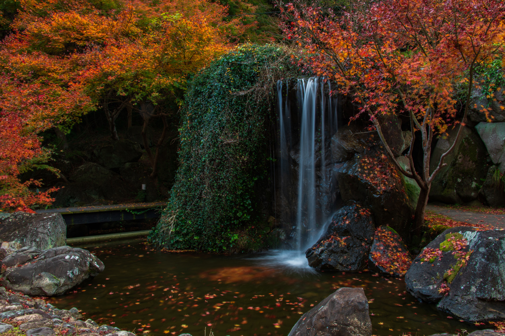 紅葉