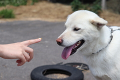 飼い主と遊ぶ犬のシロ