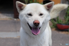 犬のシロ