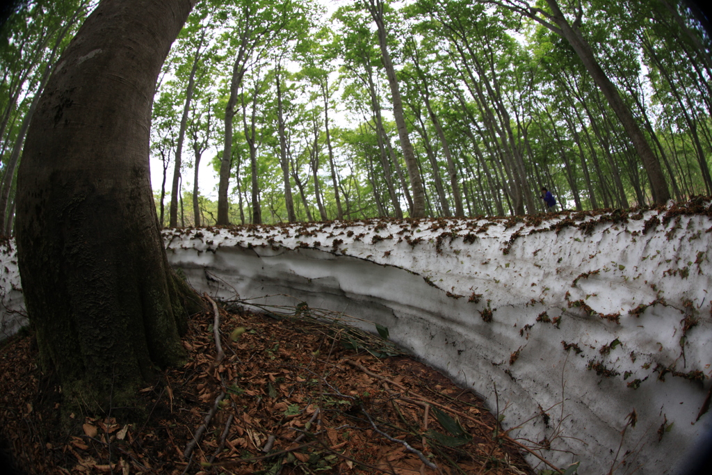 3BBA8868-2B19-431B-B831-F68E7DDD863A