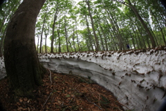 3BBA8868-2B19-431B-B831-F68E7DDD863A