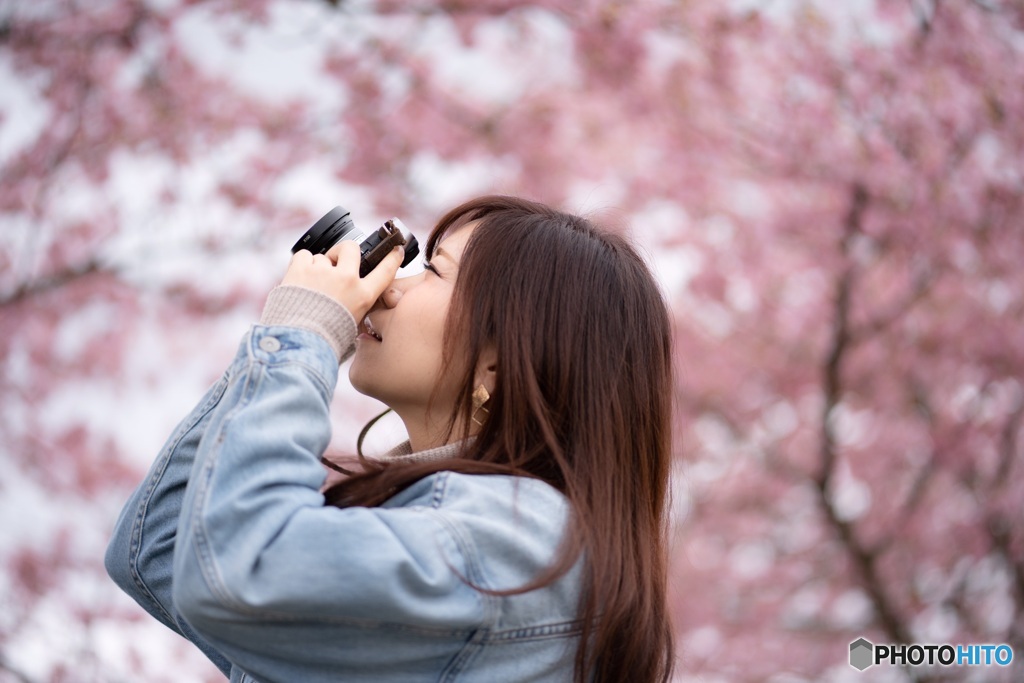 河津桜