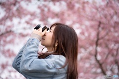 河津桜
