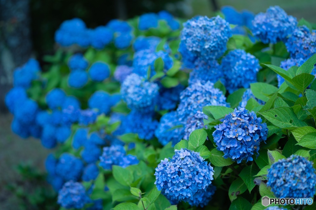 紫陽花
