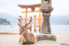 うとうと