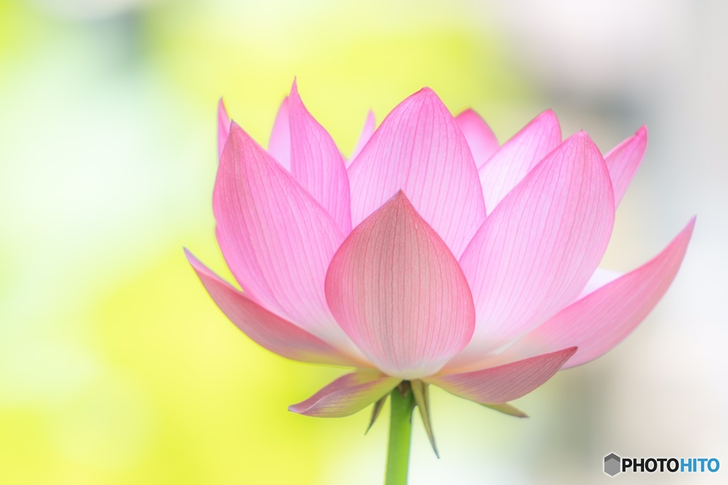 蓮の花