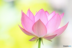 蓮の花