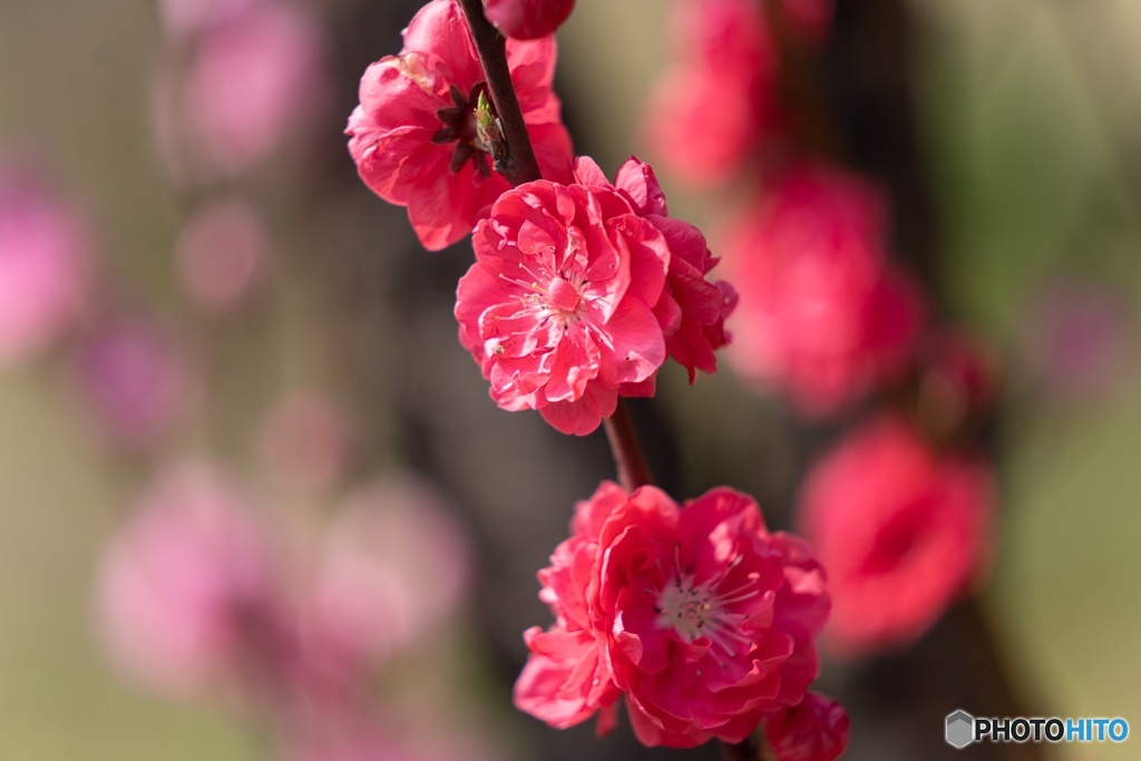 梅の花