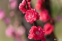 梅の花